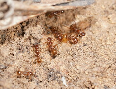 Aphaenogaster longiceps