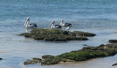 Pelecanus conspicillatus