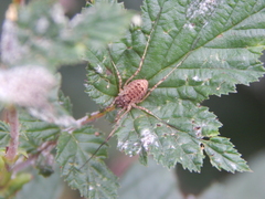 Oligolophinae