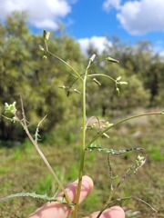 Senecio bathurstianus