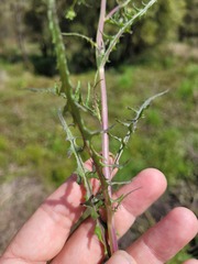 Senecio bathurstianus