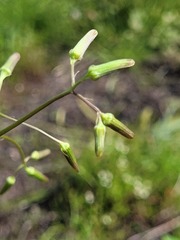 Senecio bathurstianus