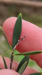 Leucopogon parviflorus