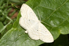 Scopula immutata
