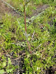 Senecio bathurstianus