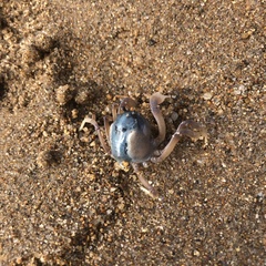 Mictyris longicarpus