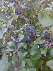 Prunus spinosa