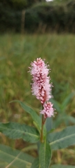 Persicaria amphibia