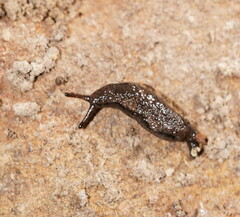 Cystopelta purpurea