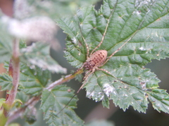 Oligolophinae