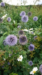 Echinops bannaticus