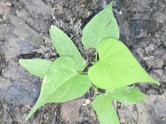 Ipomoea lacunosa