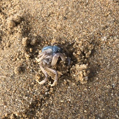 Mictyris longicarpus