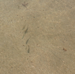 Diplodus