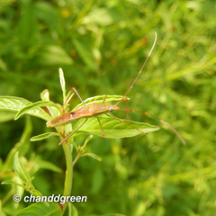 Leptocorisa chinensis