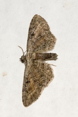 Eupithecia icterata