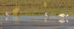Platalea leucorodia