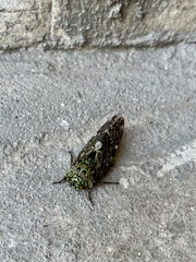 Cicadoidea