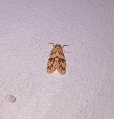 Miltochrista producta