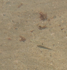 Diplodus