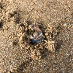 Mictyris longicarpus