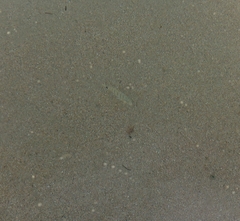 Diplodus
