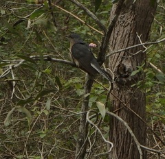 Cacomantis flabelliformis