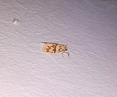 Miltochrista producta