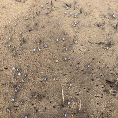 Mictyris longicarpus