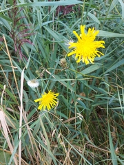 Hieracium umbellatum