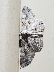 Iridopsis defectaria