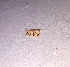 Miltochrista producta