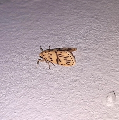 Miltochrista producta