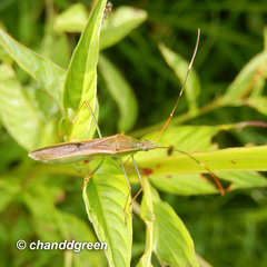 Leptocorisa chinensis