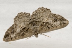 Alcis deversata
