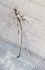 Pelecinus polyturator