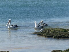 Pelecanus conspicillatus