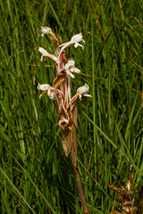 Satyrium buchananii image