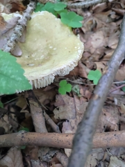 Russula virescens