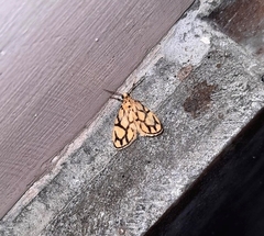 Miltochrista conjunctana