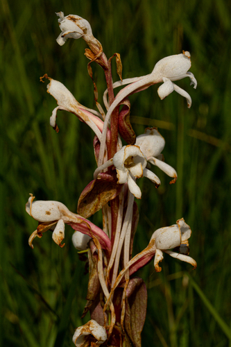 Satyrium image