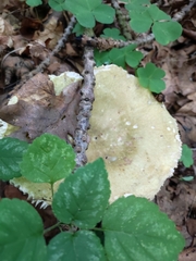 Russula virescens