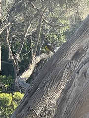 Pachycephala pectoralis