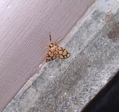 Miltochrista conjunctana