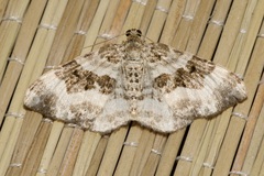 Epirrhoe rivata