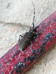 Monochamus