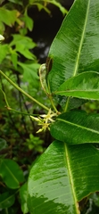Cryptolepis buchananii