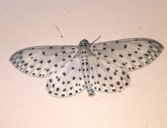 Antipercnia belluaria