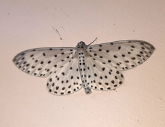 Antipercnia belluaria