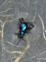 Chrysolina coerulans